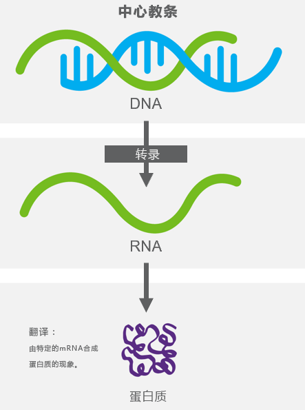 infographic of central dogma